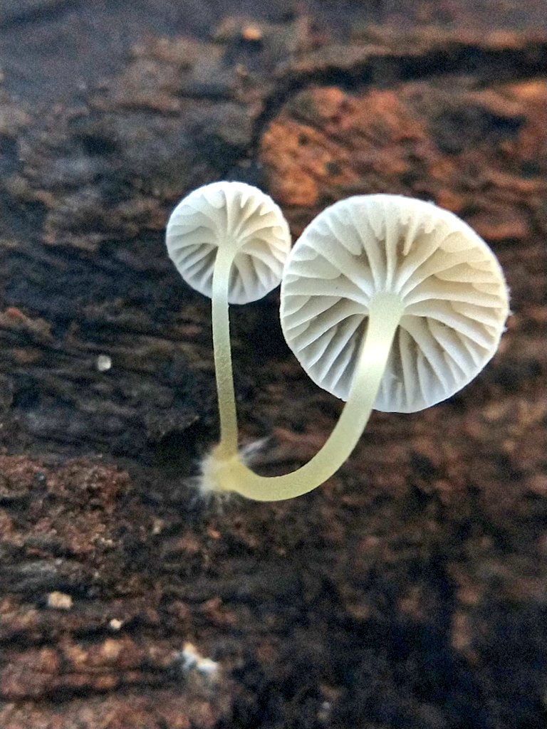 What a fantastic pair 😊 tiny mycena for #twosday #fungi #macro #nature #wildlife #tuesdaymorning #thephotohour
