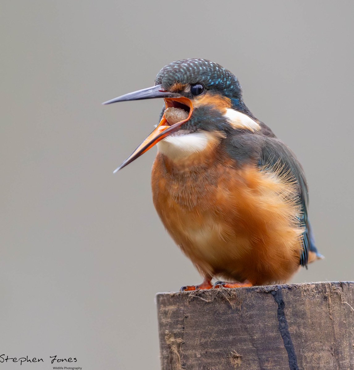 sjoneswildlife's tweet photo. Never witnessed this before a Kingfisher casting a pellet apparently it takes 6-8 hours to develop and they cast 1-2 a day https://t.co/w2A2LCOmKI