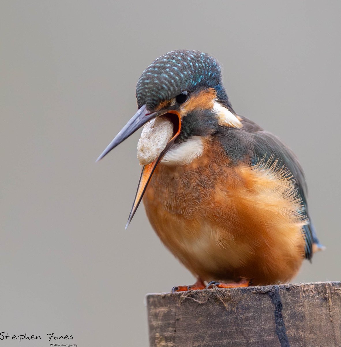 sjoneswildlife's tweet photo. Never witnessed this before a Kingfisher casting a pellet apparently it takes 6-8 hours to develop and they cast 1-2 a day https://t.co/w2A2LCOmKI