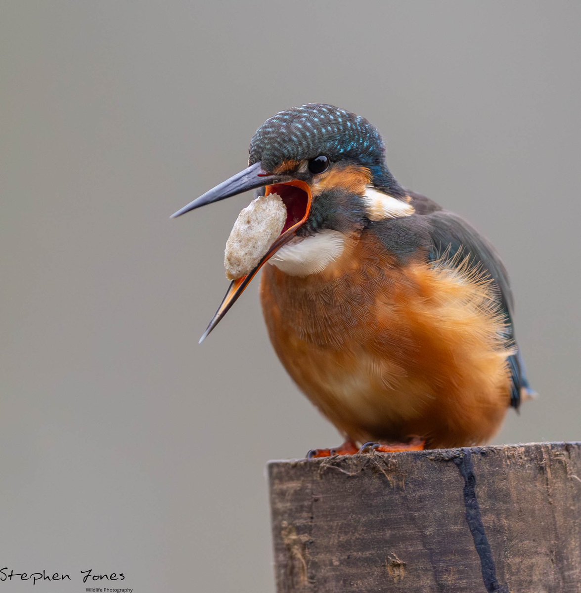 sjoneswildlife's tweet photo. Never witnessed this before a Kingfisher casting a pellet apparently it takes 6-8 hours to develop and they cast 1-2 a day https://t.co/w2A2LCOmKI