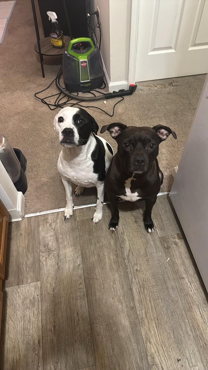 FredericSt79445's tweet photo. @KirkHerbstreit I’m praying for Ben ! I just lost two of my dogs within a week of each other, and they’re is nothing more painful https://t.co/XOT2JzKpl3