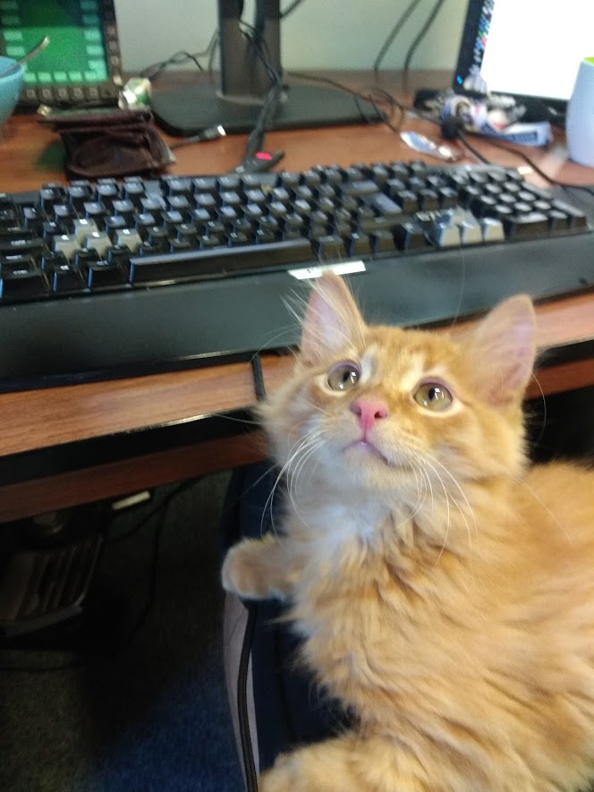 BohemiaKitteh's tweet photo. @KarelMoricky @bohemiainteract @BohemiaTank from @ondrejkuzel https://t.co/EFoW9KNbuS