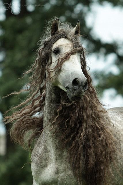 beautiful wavy mane long enviable locks belle of the barn