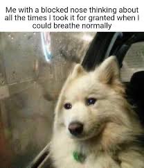_bambitoo's tweet photo. Estoy con bronquitis, y ahora luego de 4 días creo que volví a respirar. Soy este meme https://t.co/BsH5lwjwVi