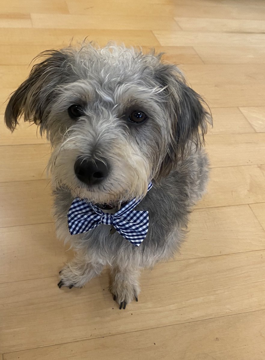 McKenna Oxenden (@mack_oxenden) on Twitter photo emotional support election dog reporting for <a href="/Hou_Landing/">Houston Landing</a> duty and dressed in business professional in case he’s needed for in the field reporting emotional support election dog reporting for <a href="/Hou_Landing/">Houston Landing</a> duty and dressed in business professional in case he’s needed for in the field reporting