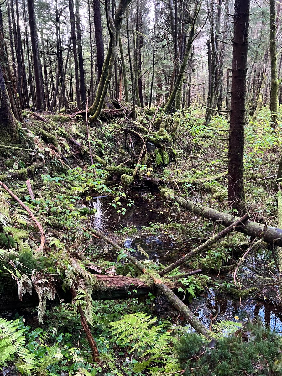Looking for harmonized soil carbon data for temperate rainforests? We've released a new, tidy version of our North American coastal temperate rainforest soil carbon dataset, which contains &gt; 1,200 soil profiles. Available here: shorturl.at/kFwjc