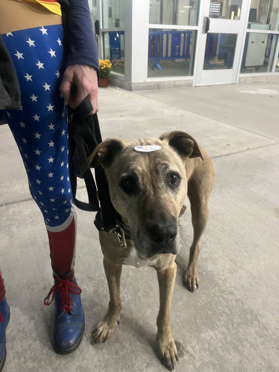 51-year old Hillary Tupper brought her dog, Puppa, to her former high school to cast her ballot dressed as Wonder Woman this evening. #NHDIA