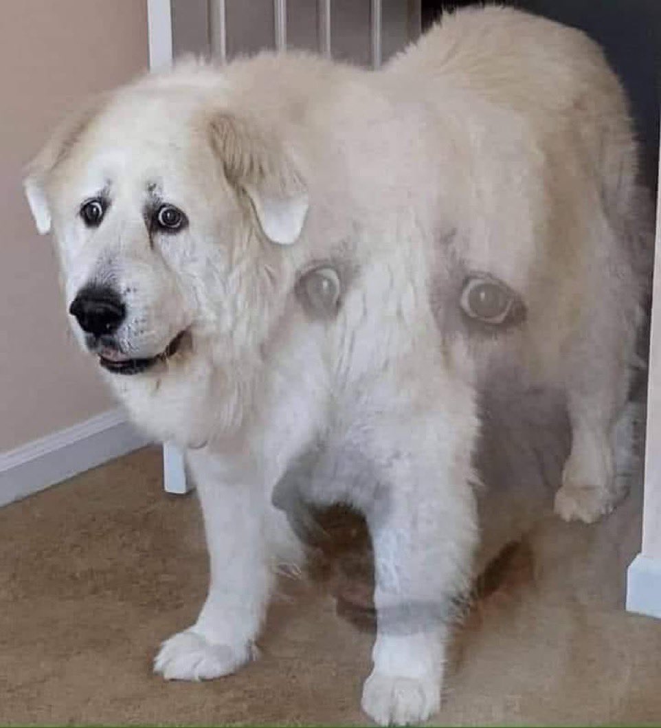 Ram 🐏🔞 (@getmcrammed) on Twitter photo 