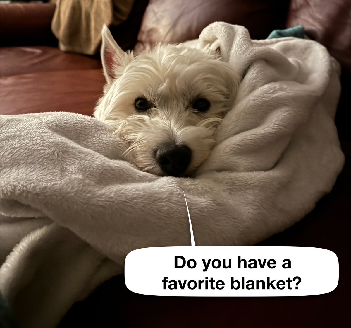 DailyDougal's tweet photo. Time for snuggles 🥰 #dogs #emotionalsupport #stress #anxiety https://t.co/4GnHx4psWo