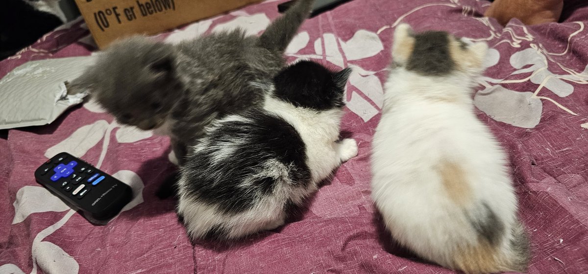 MandaLizTTV's tweet photo. Found a whole litter of polydactyl babies under my neighbors house! 🥰 https://t.co/OBSexc7VKO