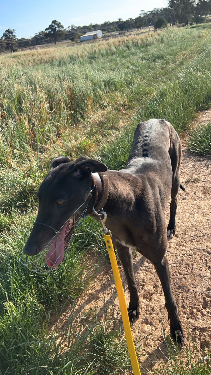 MickDehlsen05's tweet photo. πΈ Race Day πΈ
The boss is off to his home track today with three runners!!πΆπ
Race 2 Box 4 #TikkiToes πΎ
Race 2 Box 7 #ContikiTime πΉ
Race 12 Box 3 #SuperSpook π»
Good luck to connections!!π
@Thedogs_com_au @Temoragreys
@GlendaleKennels πΎ @Punta5585
#Temora https://t.co/GFDyHpGe12