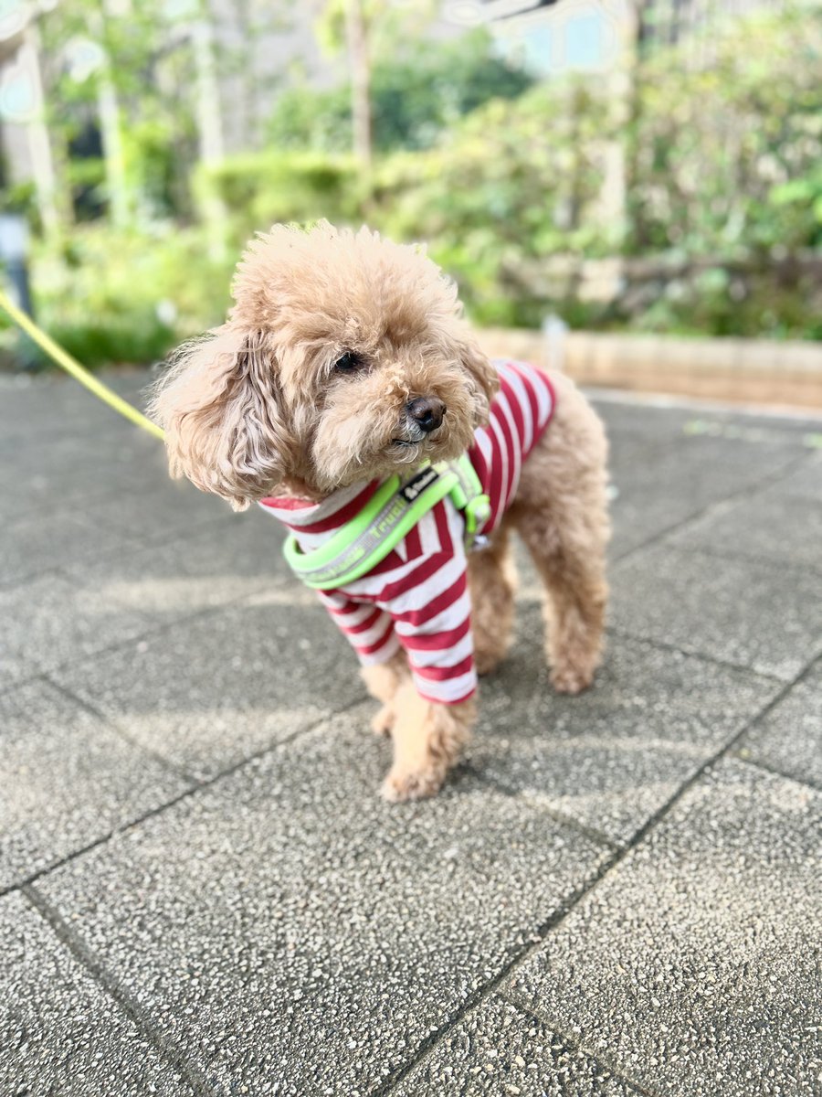 楳図かずお先生
R.I.P.

#トイプードル 
#楳図かずお