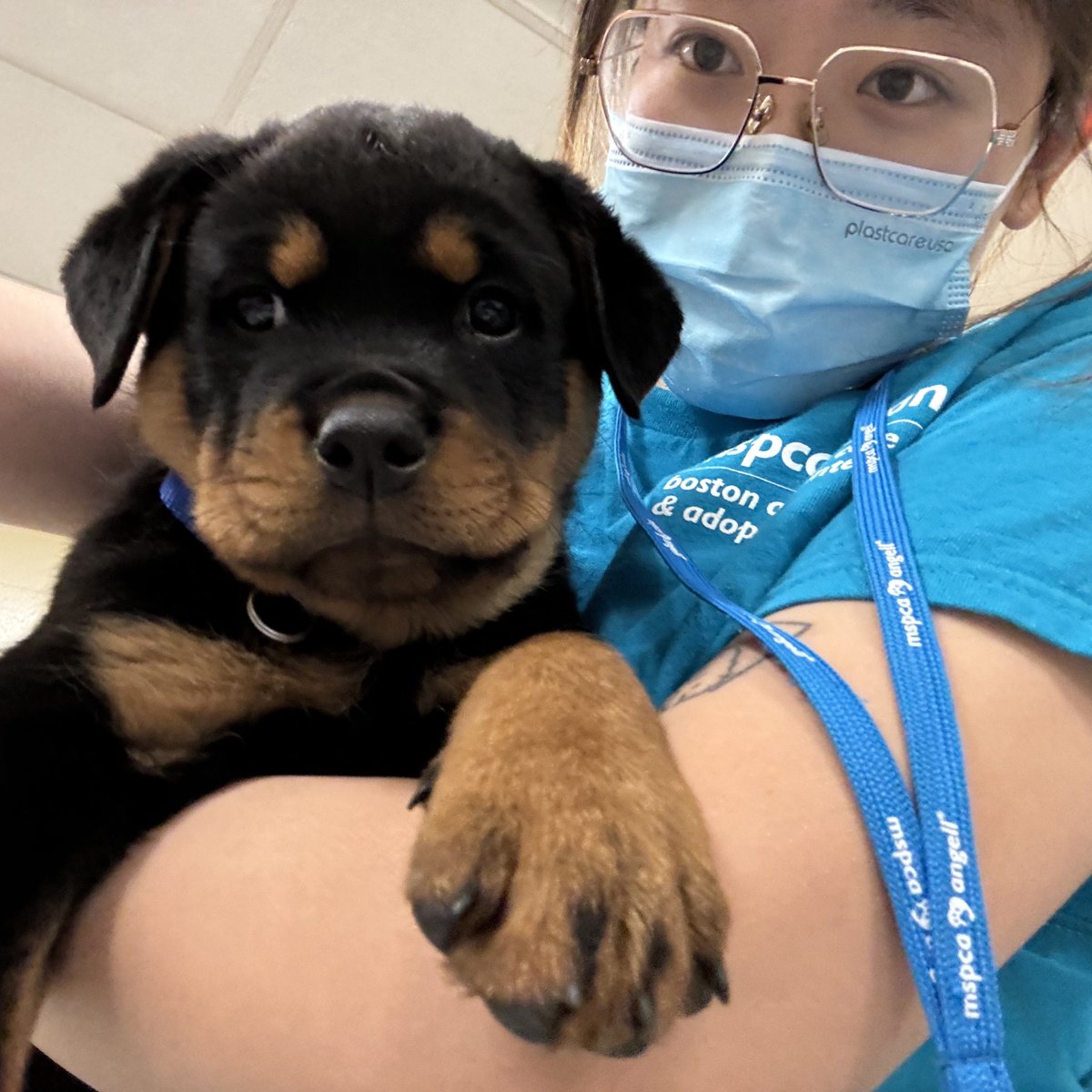 TuftsCAPP's tweet photo. Yichen Bai shared about her MS in Animals and Public Policy summer externship: “During my externship at MSPCA-Angell, I split my time between the spay and neuter clinic and the adoption center behavior team, later transitioning to full-time clinic work...” https://t.co/gtD7w88sRD