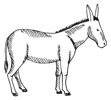 RBMTrust's tweet photo. #Elephant vs. #Donkey: relevance in Hindu religion

#Sanatan texts are replete with stories involving various kinds of animals. 

Most of these animals are associated with gods &amp; goddesses of the #Hindu pantheon, as their vehicle.

However, they have different connotations. https://t.co/KegbGPIrcb