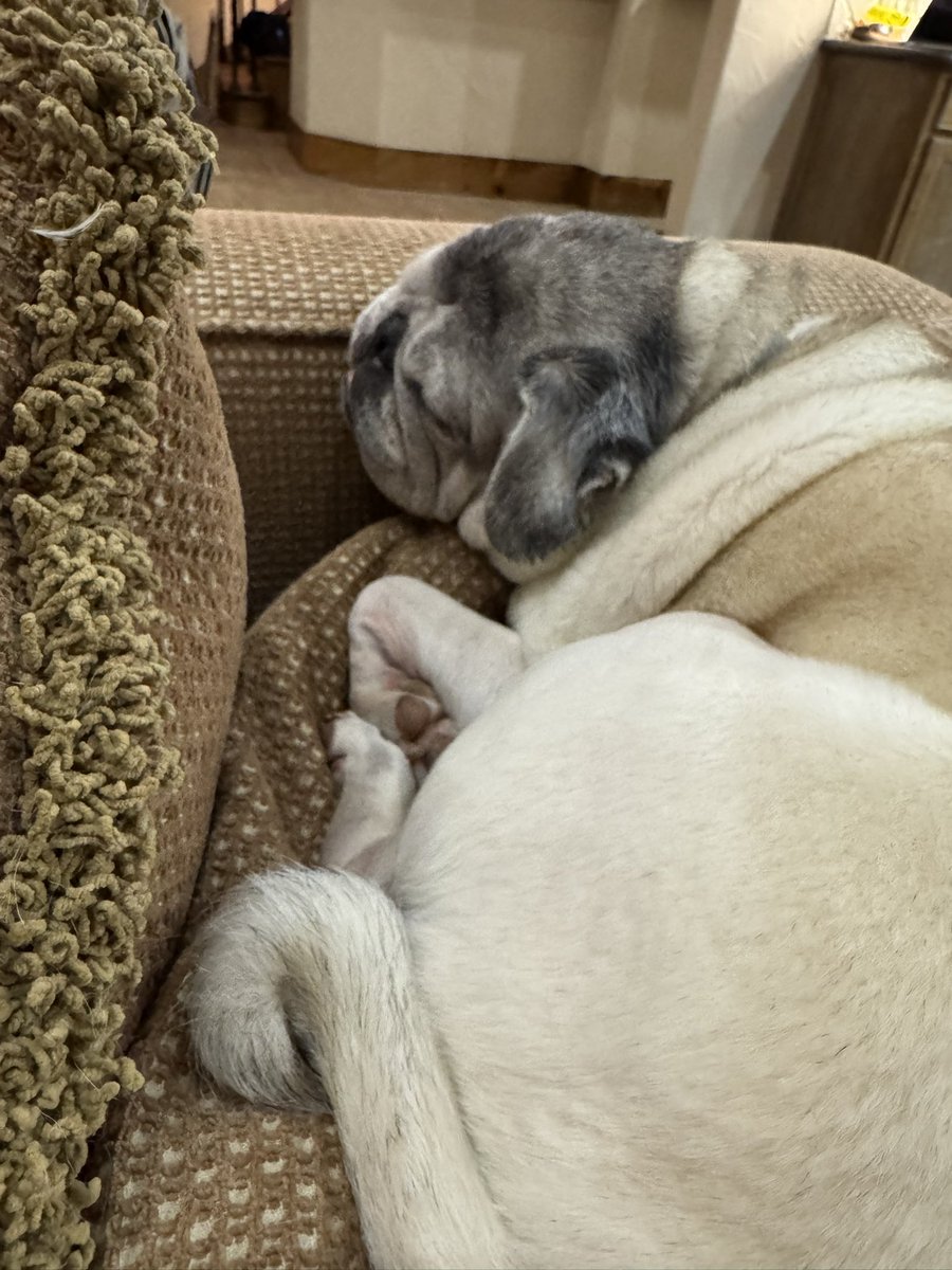 MlsMnsMm's tweet photo. @funaek Taco and Migas sleeping right through it ~ 💙💙💙 https://t.co/BDoEFIWVrY