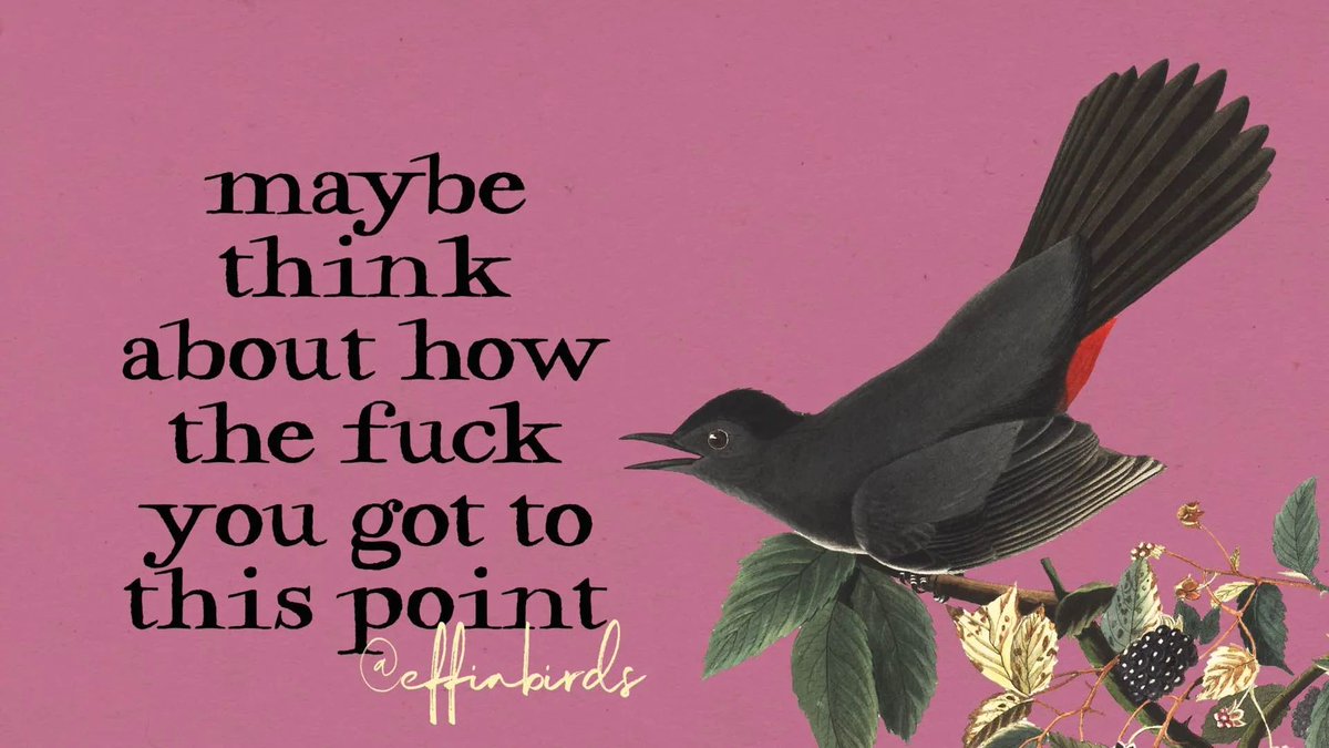 EffinBirds's tweet photo. https://t.co/myTnOVH852