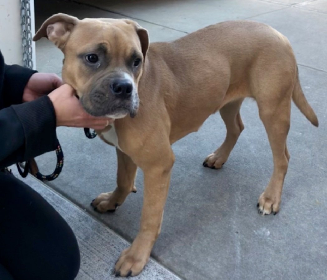 TAV4NYCACCDogs's tweet photo. Oso 213120
Listed TBK 11/7
#NYCACC
She's a 1 yr old puppy
Found by park rangers tied to fence
Has CIRDC ππ
Highly fearful in care
Needs all adult home
Please Help save Oso!
https://t.co/SHU8GJEzt1
#Pledge4Rescue #foster #adopt https://t.co/H7vyDK1da9
