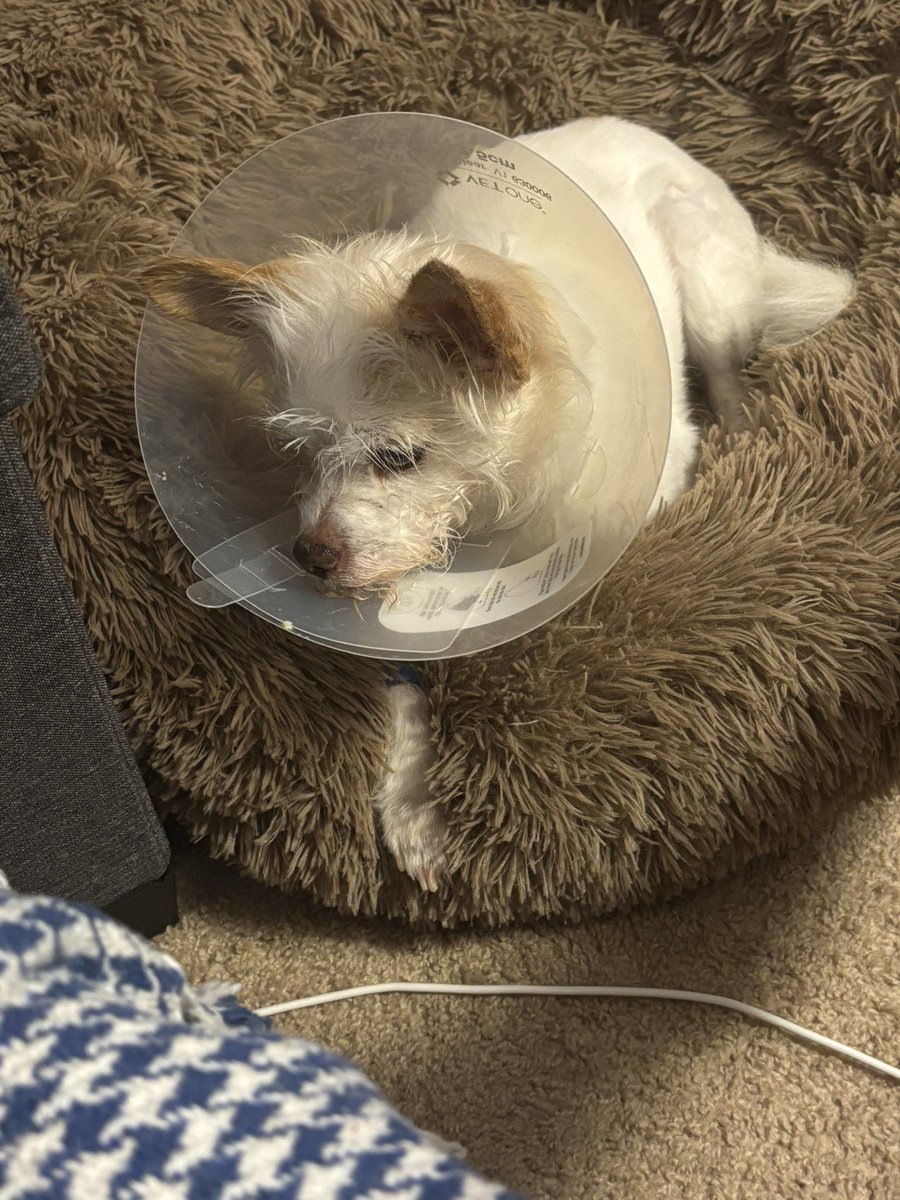 🇺🇸 Yvette 4 President Harris 🇺🇸 (@afrosabi) on Twitter photo I'm finally home.
I haven't eaten all day... neither has Dexter because of his oral surgery
He's having plain scrambled eggs and I'm having panettone from <a href="/NotThatConnie/">Connie’s Twitteer🇺🇸🏳️🌈HarrisWalz2024</a>
Little boy is still loopy from the anesthesia😭😭😭 I'm finally home.
I haven't eaten all day... neither has Dexter because of his oral surgery
He's having plain scrambled eggs and I'm having panettone from <a href="/NotThatConnie/">Connie’s Twitteer🇺🇸🏳️🌈HarrisWalz2024</a>
Little boy is still loopy from the anesthesia😭😭😭