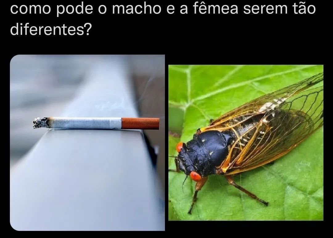 Shitpost só que de verdade (@shitpostverdade) on Twitter photo 