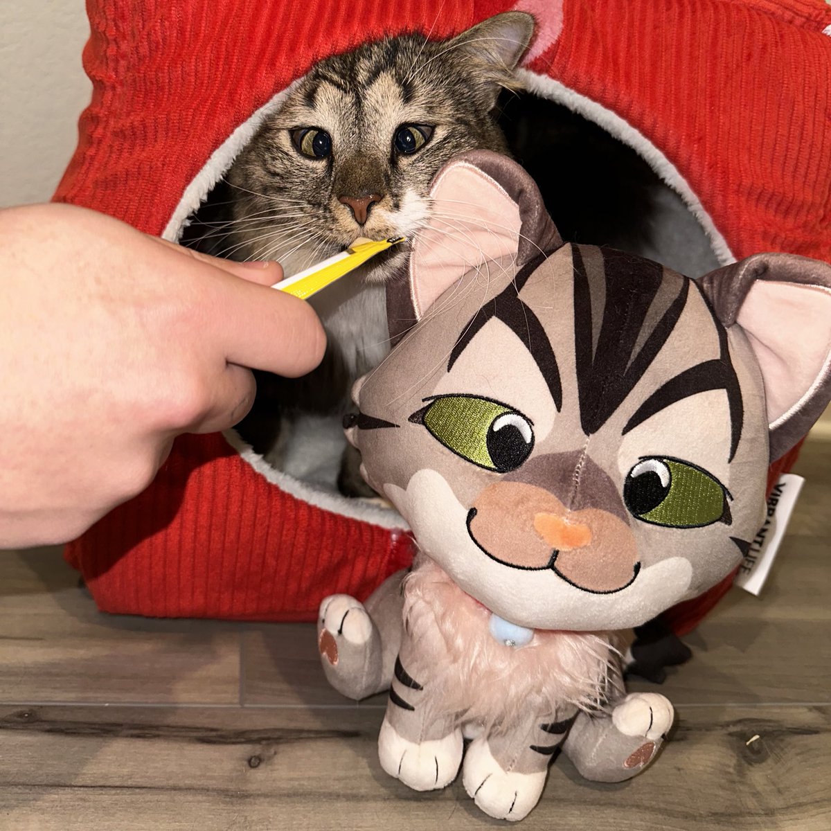 Softwilly's tweet image. RT + Like for a chance to win a Bento Plush!! :3

🎉3 winners will be chosen Nov 8th!!🎉