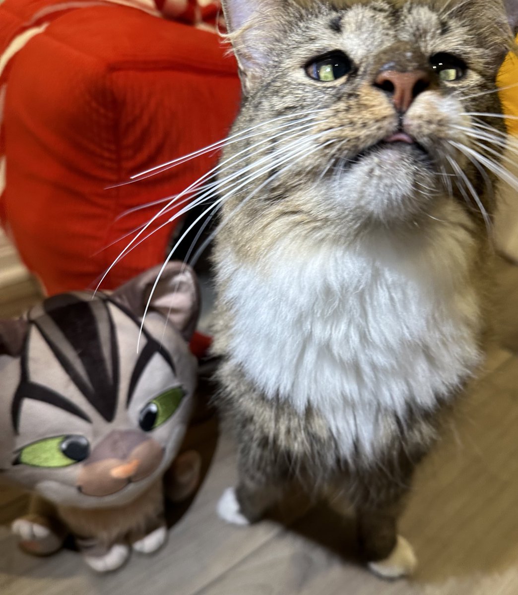 Softwilly's tweet image. RT + Like for a chance to win a Bento Plush!! :3

🎉3 winners will be chosen Nov 8th!!🎉