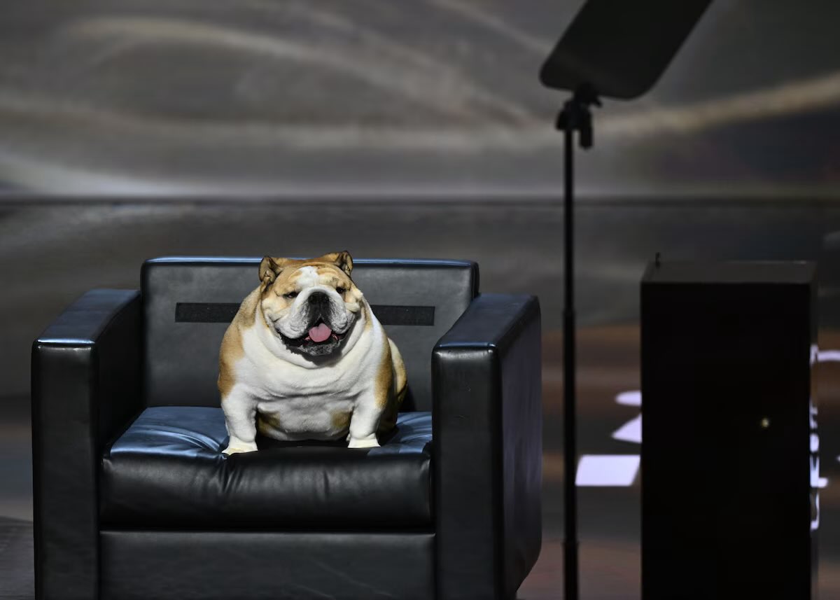 Among the night’s best developments: Babydog Justice is heading to the U.S. Senate.