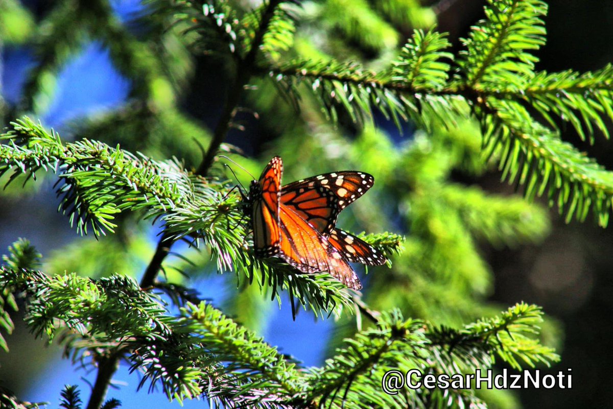 RED_Michoacan's tweet photo. 🦋 Vienen volando y un gran número de mariposas monarca se espera a que lleguen a los bosques Michoacán en los próximos días, informó el empresario hotelero, Roberto Molina Garduño  (@RobertoMolinaGr)

Más detalles: https://t.co/m22LaD2hWP
#REDMichoacán https://t.co/FHgkI4r8e3