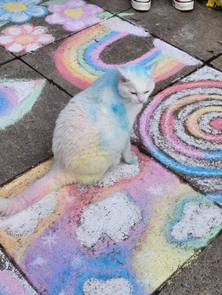 PunchingCat's tweet photo. cotten candy https://t.co/rlThsdfkip