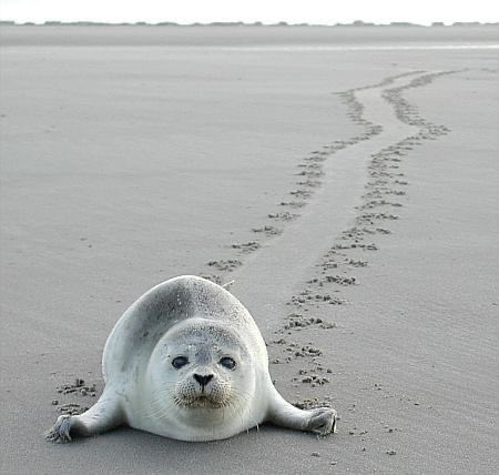 vibrantgrape's tweet photo. seals make me so happy #flipperific #fliptastic #seals https://t.co/KatjLBrBYw