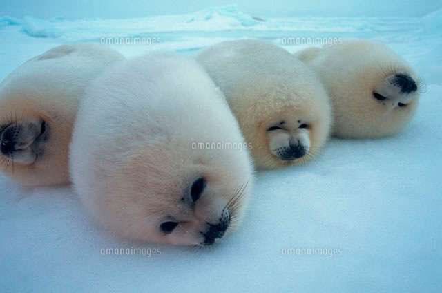 vibrantgrape's tweet photo. seals make me so happy #flipperific #fliptastic #seals https://t.co/KatjLBrBYw