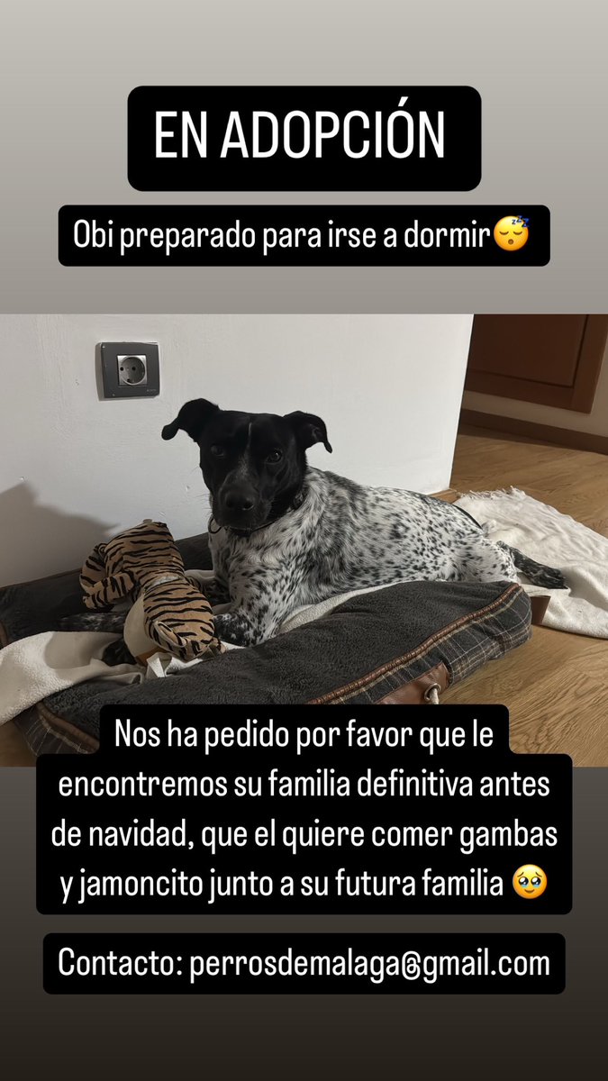 Suni (gatita) y Obi (perro) siguen en adopción en MALAGA y alrededores 

Porfa un RT no cuesta nada, necesitamos que le deis difusión, son animales muy buenos y nobles, se merecen una oportunidad 🙏