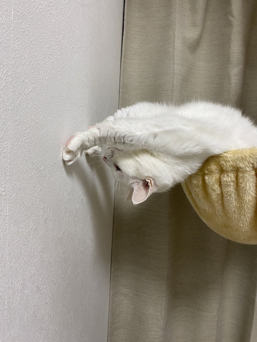 Utans_Uni_Unagi's tweet photo. 助けに行く気がないスーパーにゃん🦸‍♂️
#スーパーマン https://t.co/G63c2ftUnU