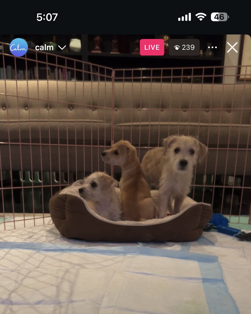 tayfieux's tweet photo. 🚨@calm is live on Instagram showing puppies looking for their furever home 🚨 https://t.co/kS7n2ELwau