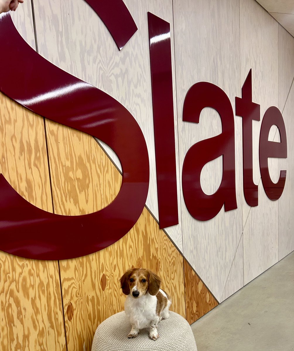 meet Bob, <a href="/Slate/">Slate</a>'s Election Night emotional support dog 🐶