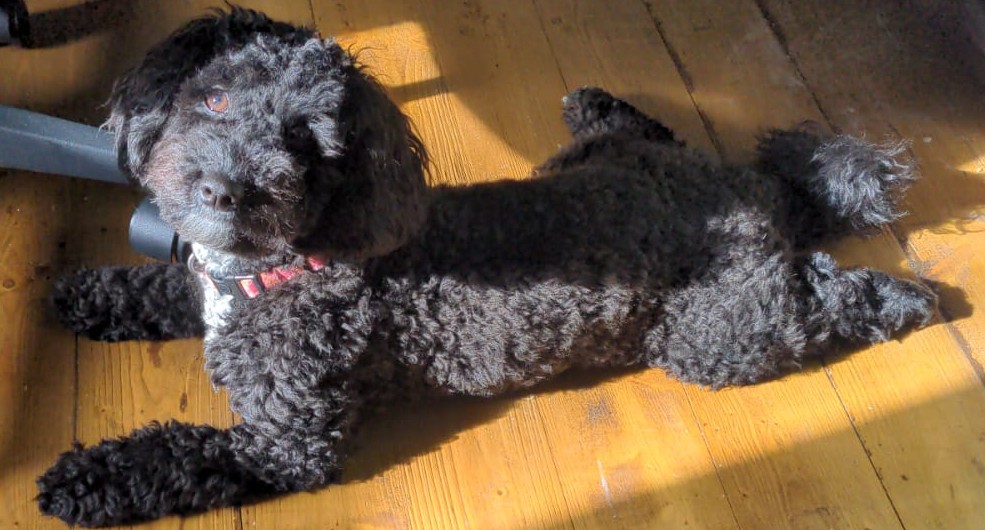 Lathrix's tweet image. Sure hope there's nothing important going on right now. 

Anyway here is a distracting puppy update, she's almost full size now but still so so tiny!