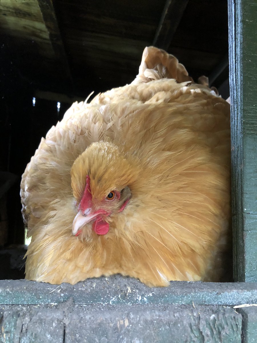 ⚠️⚠️⚠️STOP⚠️⚠️⚠️

Babs is here to stop you from doomscrolling. Look at the big chicken, then put your phone down and go make a cup of tea.