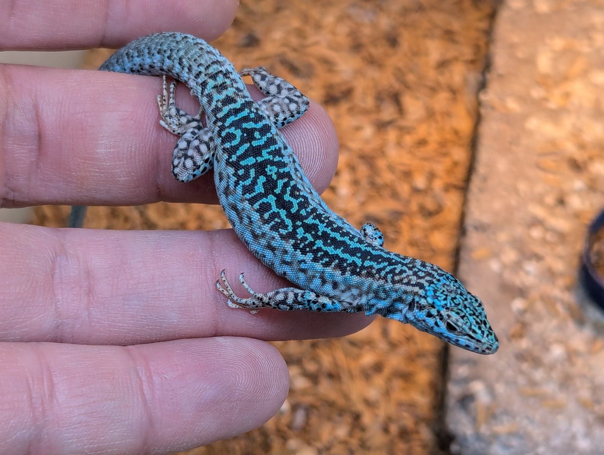 しゅん@爬虫類 (@leopa_88) / Posts / X