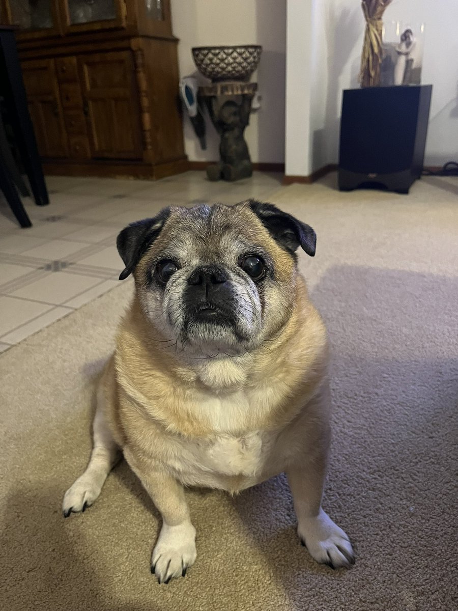 No matter who you voted for, Fat Lou still loves you. #electionday2024 #BeKind