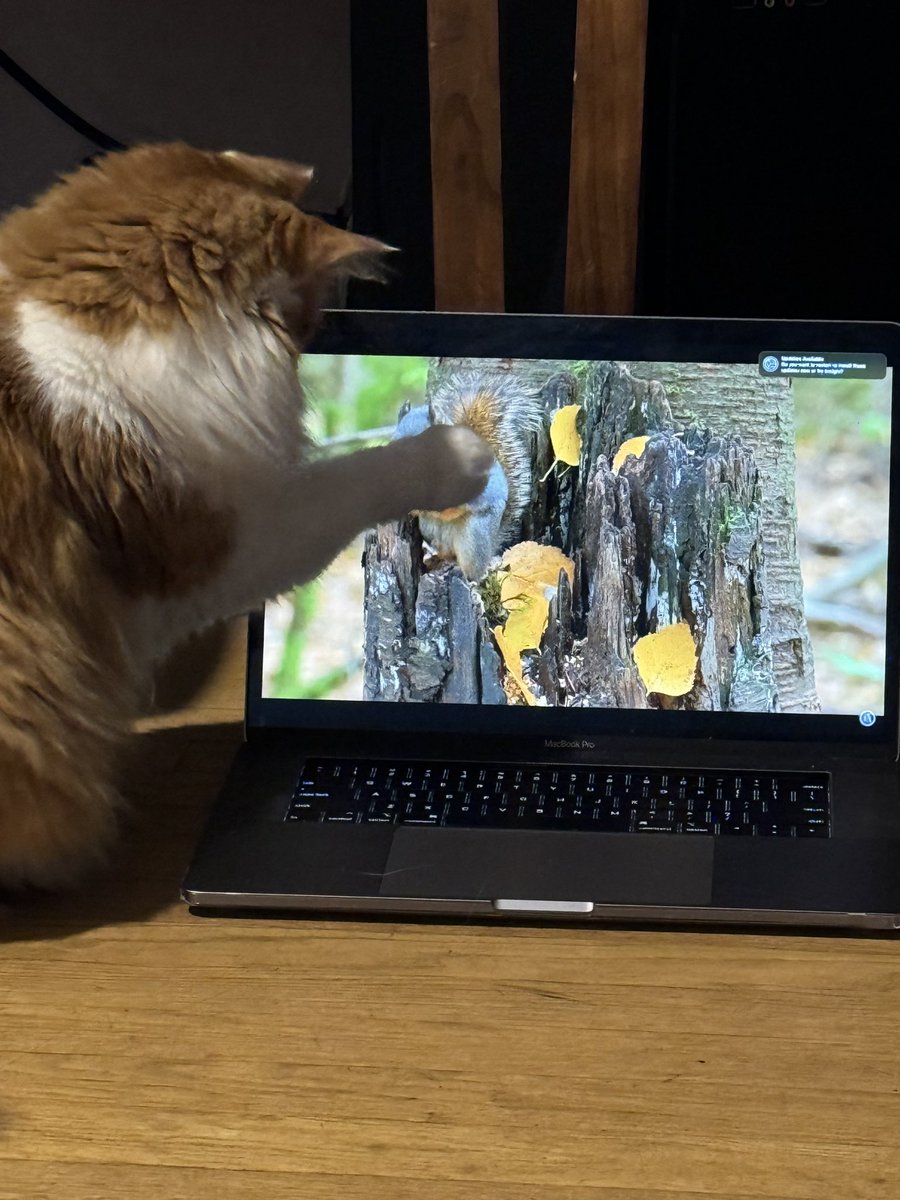 Allison Wrabel tweet media