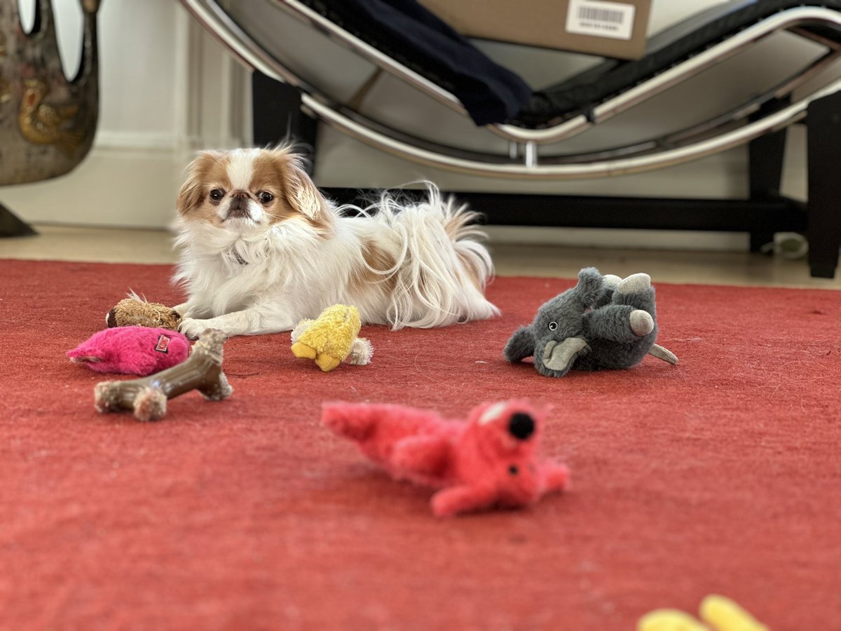 Lindathedog1's tweet photo. I have all the toys. ALL OF THEM!!! https://t.co/6ZLaRibAdw
