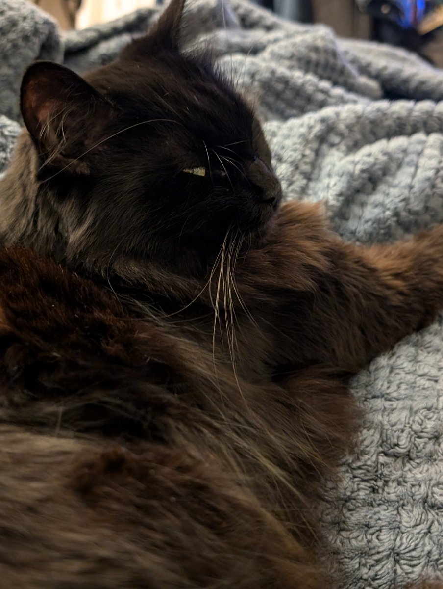 ShiDragon626's tweet photo. I need to stream soon, but she doesn't want me to leave the bed. https://t.co/sxRAewmafe