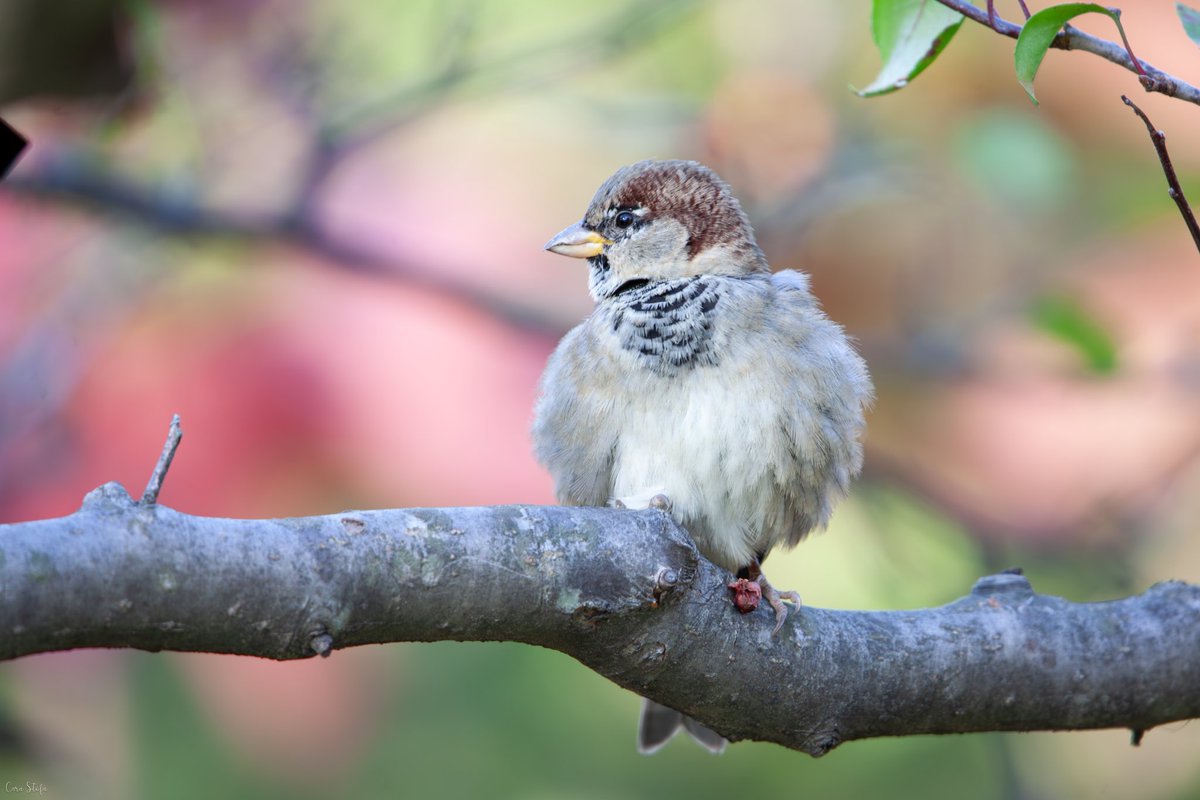 Cara Stofa (@carastofa) on Twitter photo Red-bellied woodpecker, white-throated sparrow, black-capped chickadee, and a house sparrow at Fort Tryon today. <a href="/BirdCentralPark/">Manhattan Bird Alert</a> #birdcpp Red-bellied woodpecker, white-throated sparrow, black-capped chickadee, and a house sparrow at Fort Tryon today. <a href="/BirdCentralPark/">Manhattan Bird Alert</a> #birdcpp