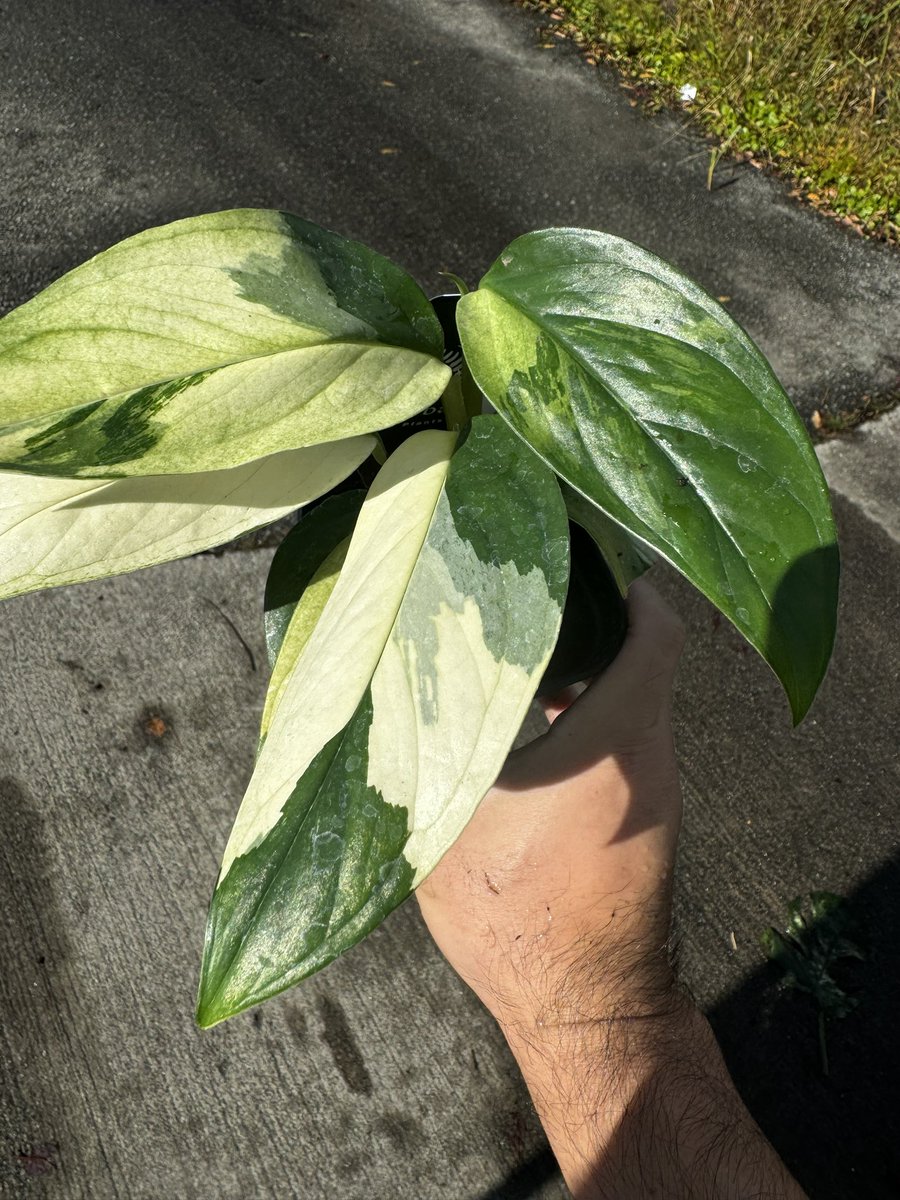 monstera accacoyaguensis 期間限定　着払い monstera accacoyaguensis 期間限定 着払い モンステラ アカコ