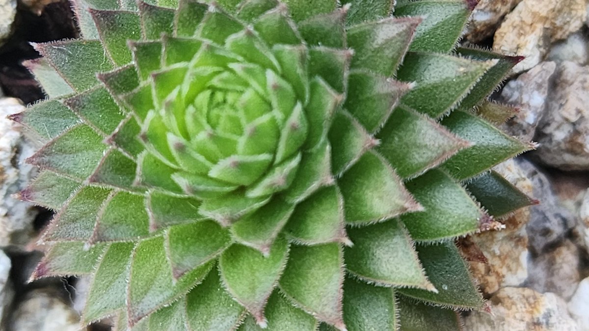 qpghp's tweet image. #다육이
#텃밭