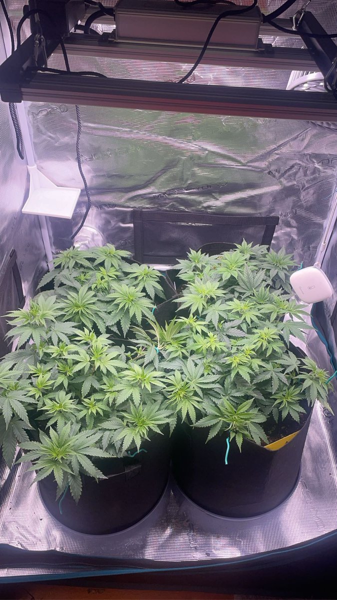 Goscha_Goscha's tweet photo. Do So Dos 33 / 
Mimosa x Orange Punch 🍊 https://t.co/Gu9vqxZd9G