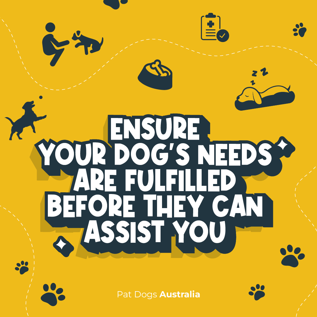 PatDogsAust's tweet image. An assistance  dog can only give their best when their own needs are met first. Make  sure they’re cared for, so they’re ready to support you! 🐾💛 #AssistanceDogCare #SupportivePartners #iliketopatdogs #DogWellness #assistancedog