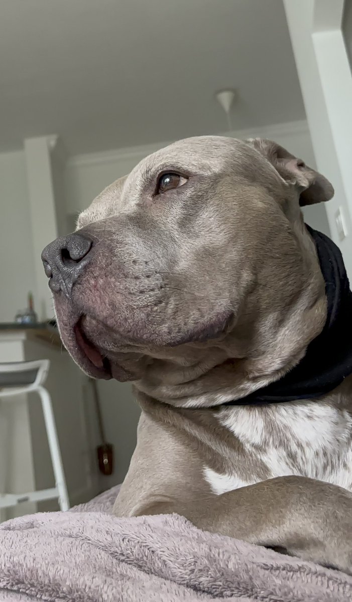 MayiVazquez7's tweet photo. This Dog Has Big YouTube Dreams – Will You Help Him Get There? 😂 #dogcha... https://t.co/PPg2fv3zit via @YouTube https://t.co/Xvq5ZNlkmM