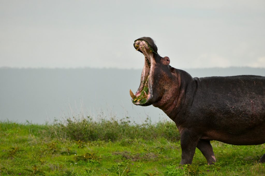 A killer hippo horror movie titled ‘HUNGRY’ is in the works

(Via comicbook.com/horror/news/hu…)