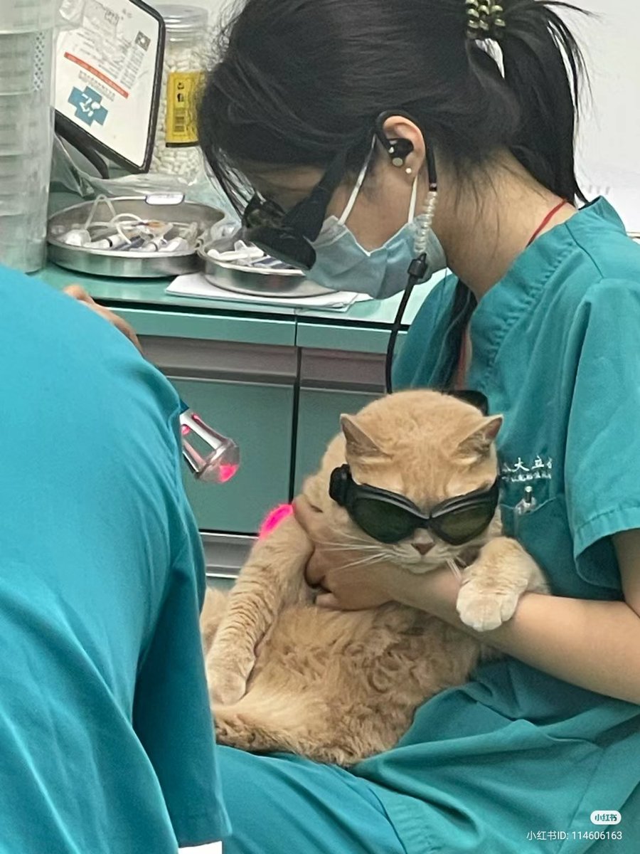 No Context Cats tweet media