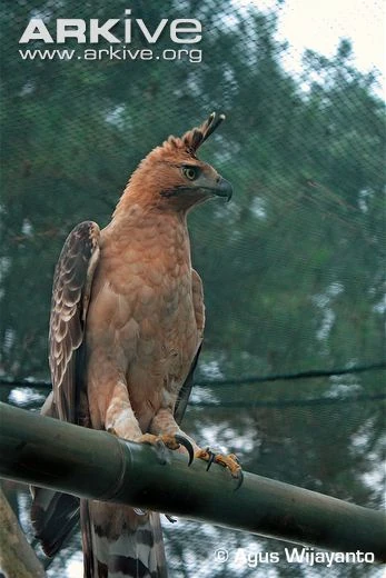 piyopikavet's tweet photo. Kasian seumur hidup pasti belum pernah liat Elang Jawa sih.. karena garuda Pancasila itu ya Elang Jawa

banyak orang Indonesia yang boro-boro peduli satwa liar Indonesia, tau aja ngga. https://t.co/GGzQ1bhtS7